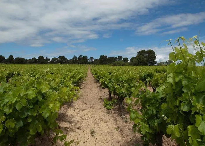 Gasthof Le Havre Guest In The Heart Of The Vineyard No2307 Badens