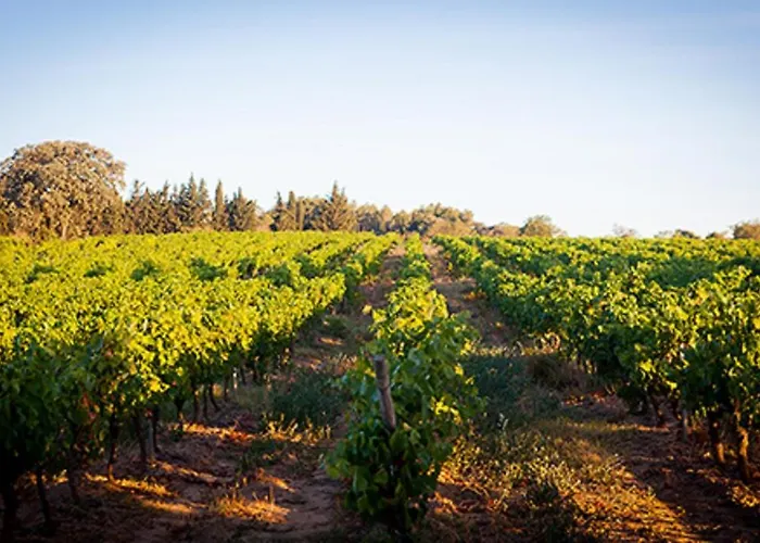 Le Havre Guest In The Heart Of The Vineyard No2307 Badens